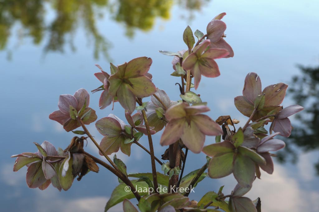 Helleborus nigercors 'Emma'