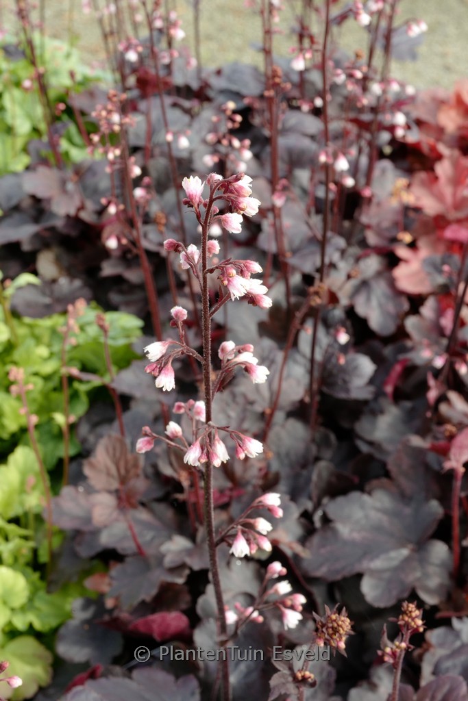 Heuchera 'Starry Night'