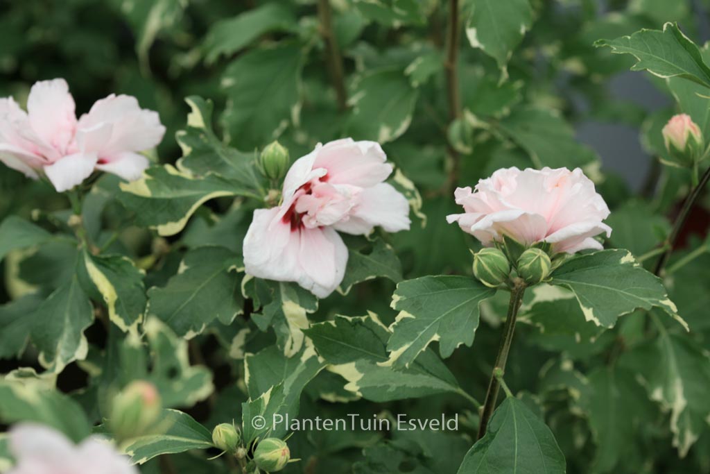 Hibiscus syriacus 'America Irene Scott' (SUGAR TIP)