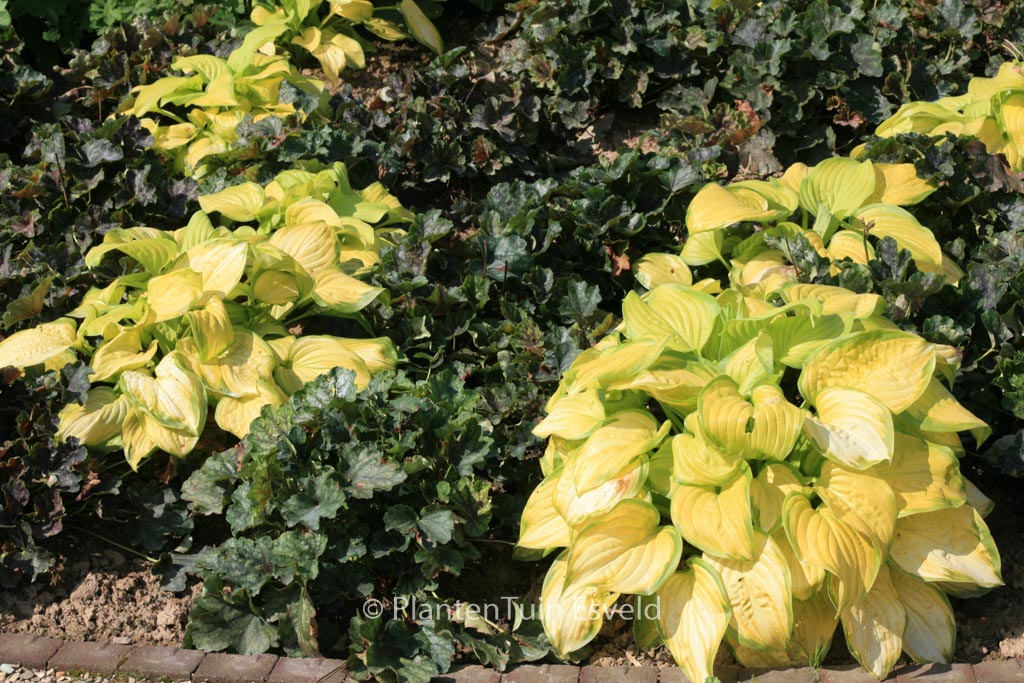 Hosta 'Stained Glass'