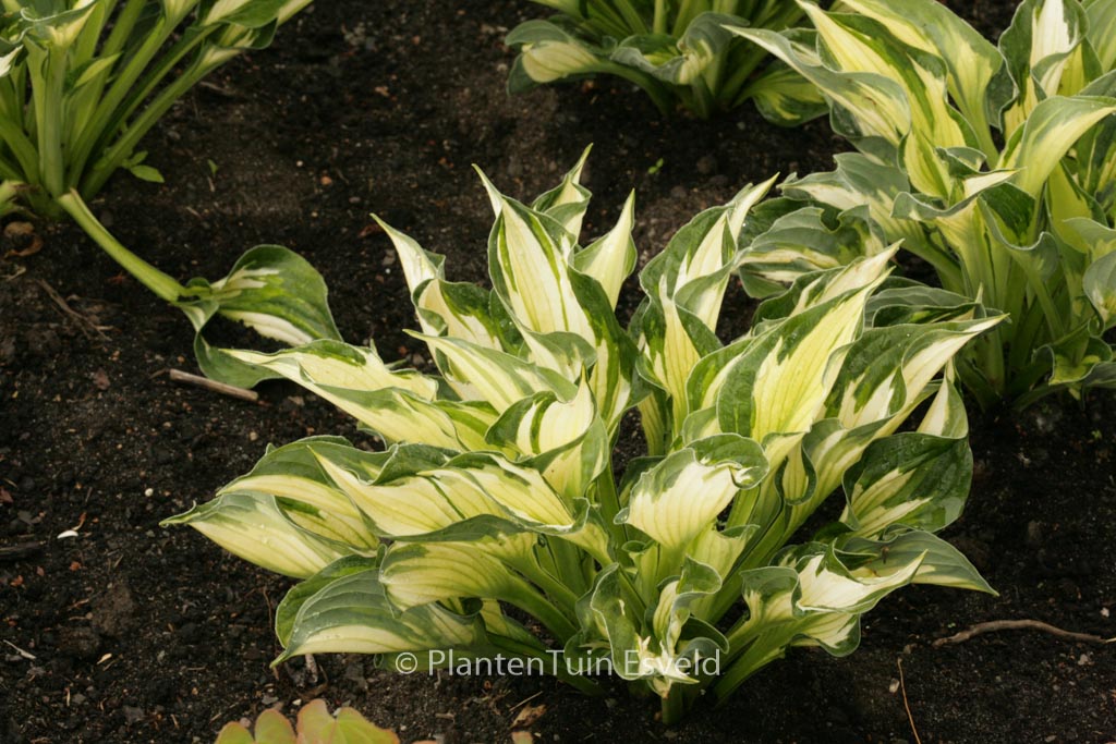 Hosta 'Whirlwind'