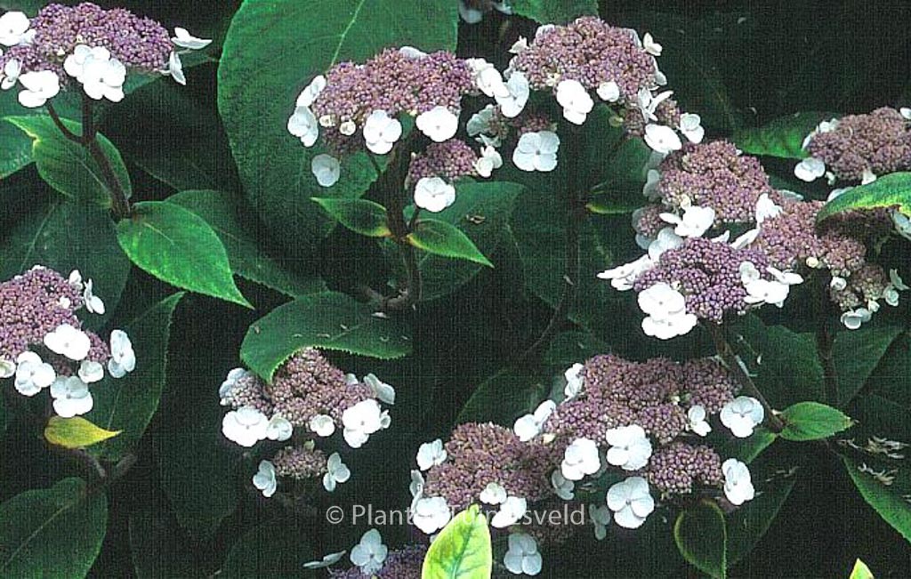 Hydrangea aspera 'Farrall'