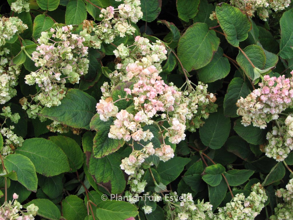 Hydrangea involucrata 'Hortensis'