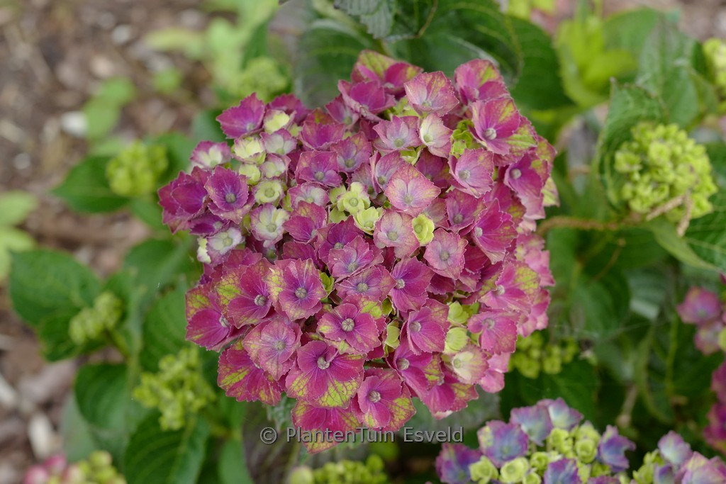 Hydrangea macrophylla 'Magical Charlotte'