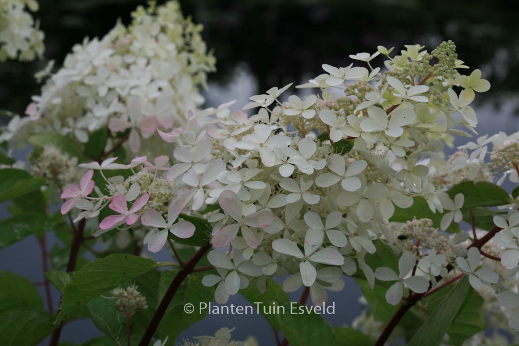 Hydrangea paniculata 'Ammarin'