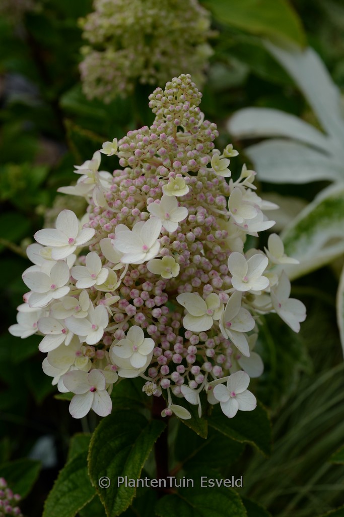 Hydrangea paniculata 'Bee Happy'
