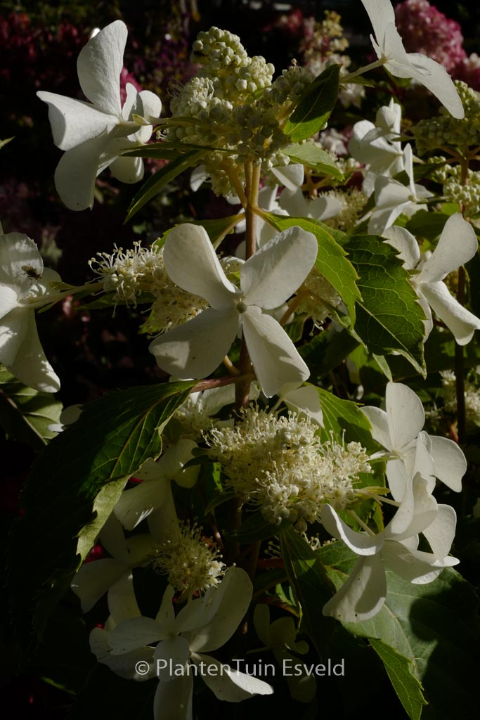 Hydrangea paniculata 'Cov' (LEVANA)