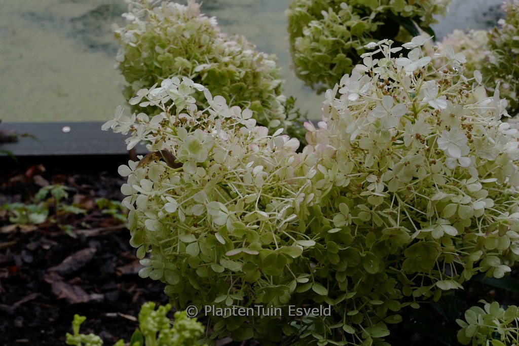 Hydrangea paniculata 'Little Alf'
