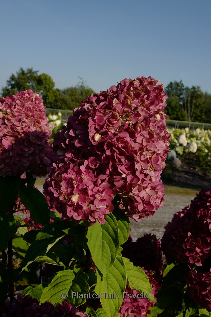 Hydrangea paniculata 'Living Pink & Rose'