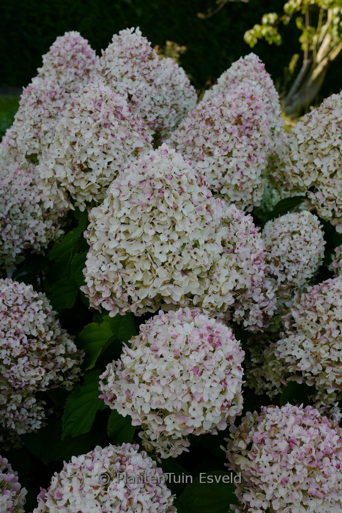 Hydrangea paniculata 'Living Sugar Rush'