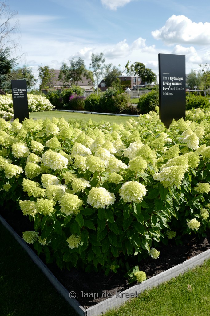 Hydrangea paniculata 'Living Summer Love'