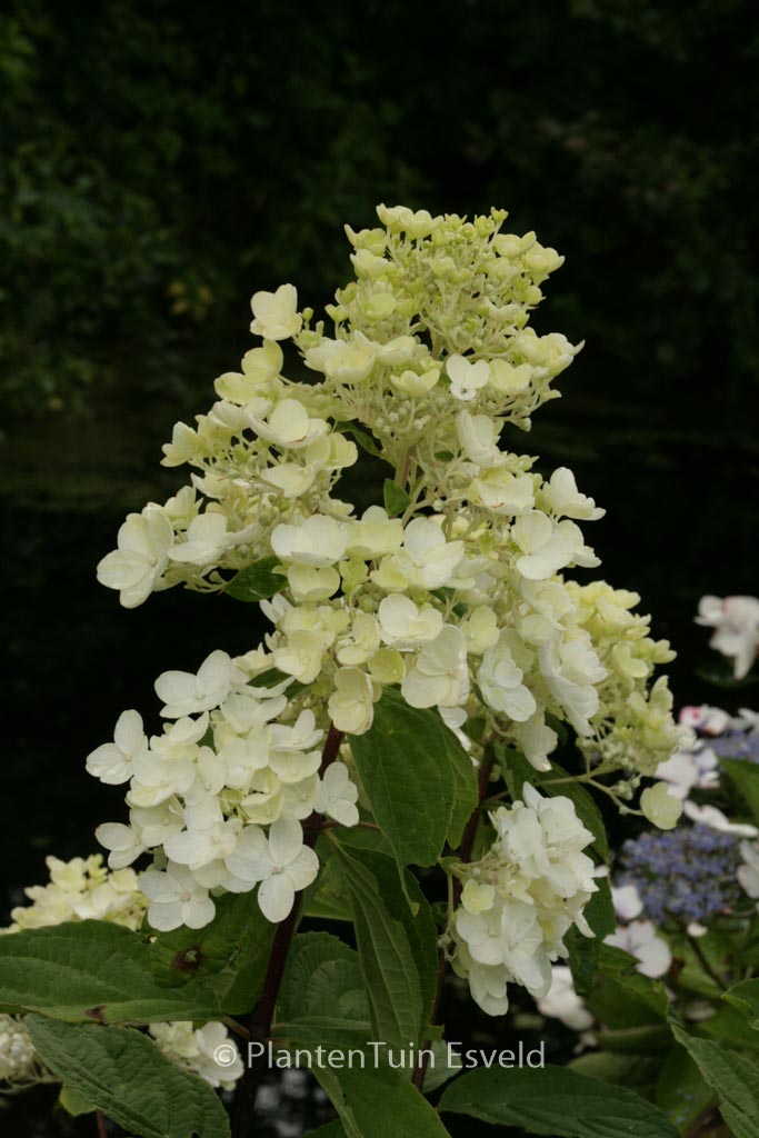 Hydrangea paniculata 'Rosy Morn'