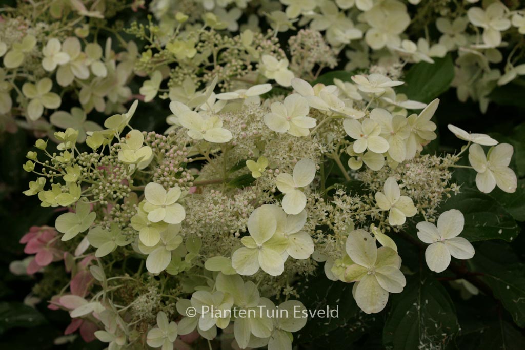 Hydrangea paniculata 'Savill Lace'