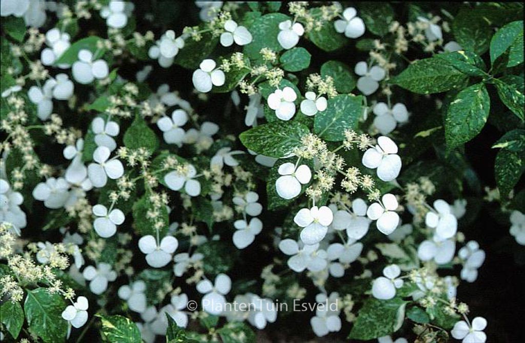 Hydrangea scandens 'Konterigi ki nakafu'
