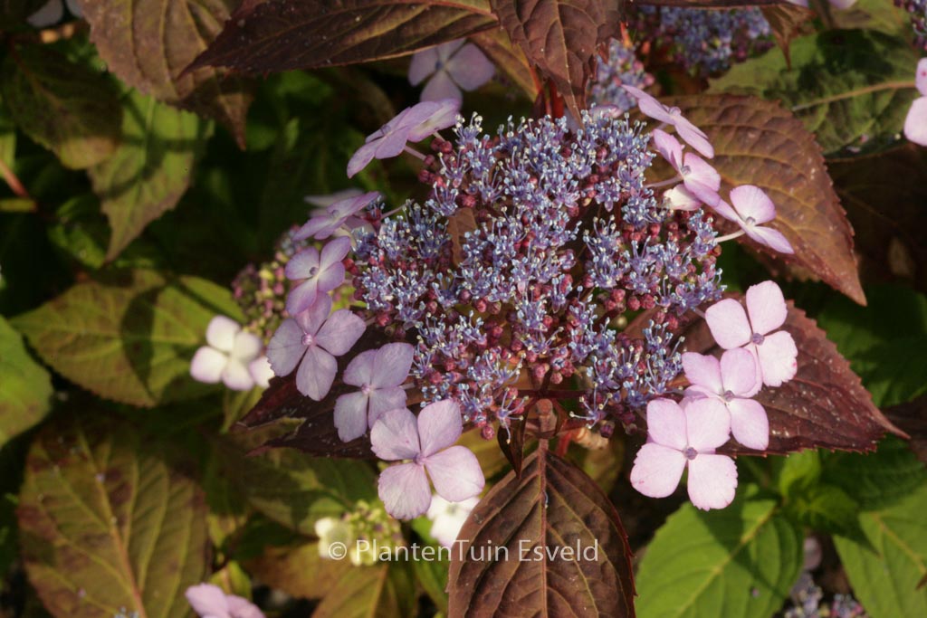 Hydrangea serrata 'Aka tsanayama'