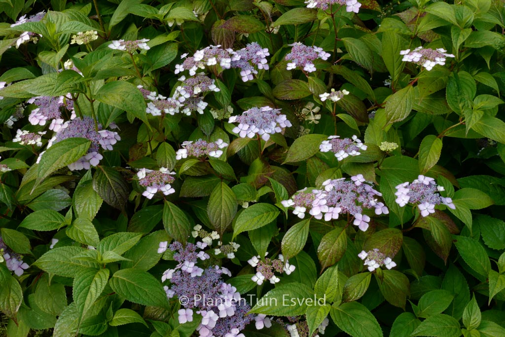 Hydrangea serrata 'Akabe-yama'