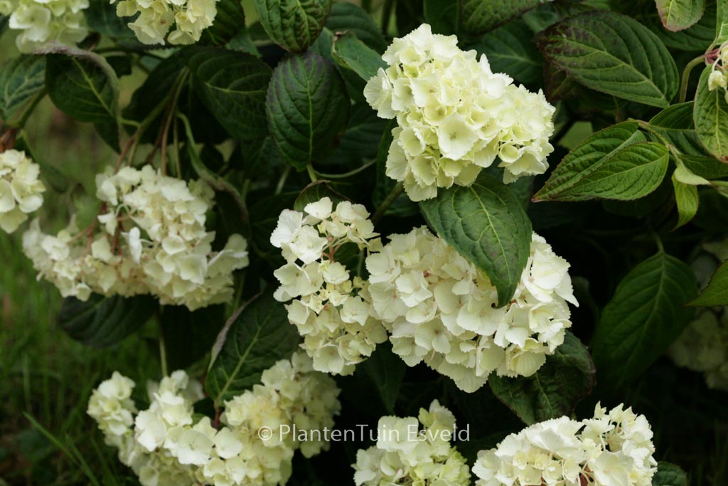 Hydrangea serrata 'Beni-temari'