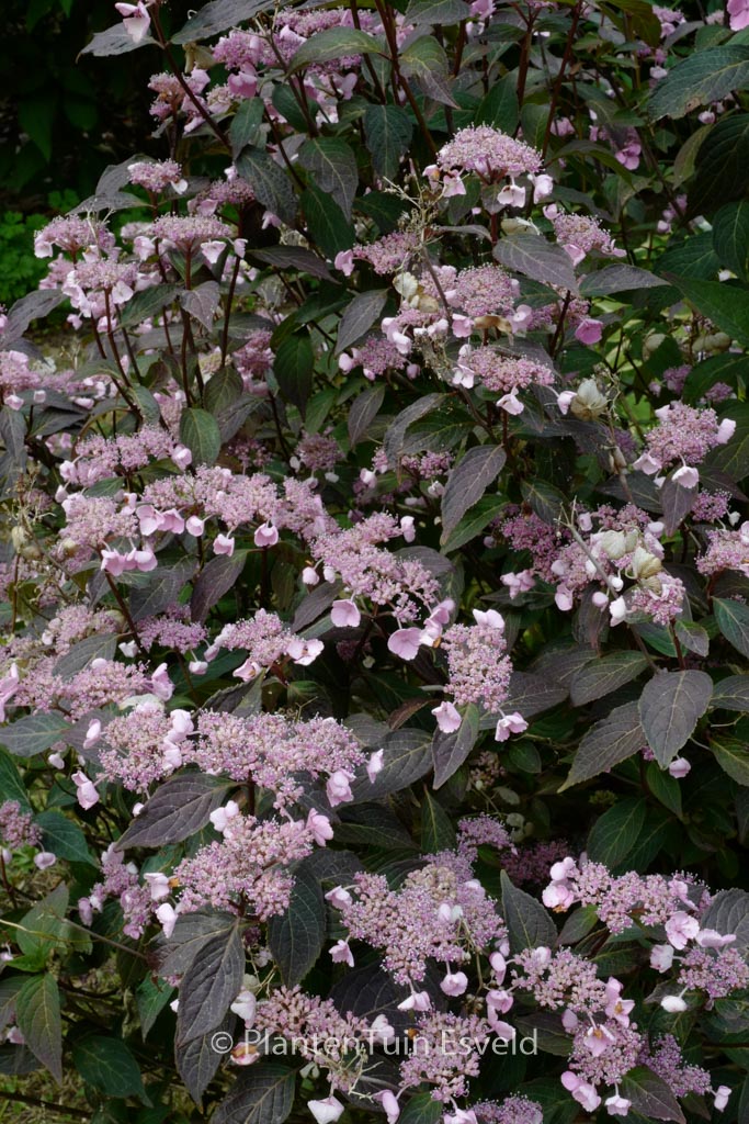 Hydrangea serrata 'Chappell Cherry'