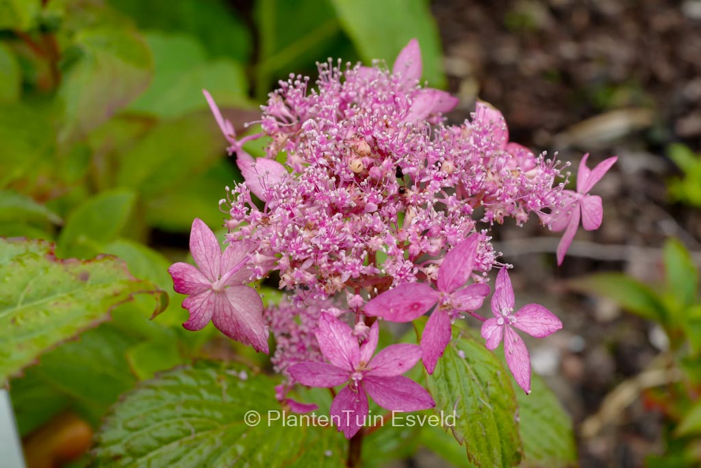 Hydrangea serrata 'Fugen-no-hana'