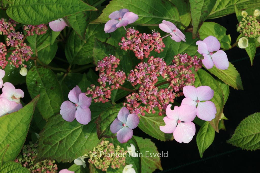 Hydrangea serrata 'Isusai-jaku'