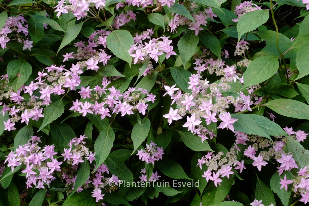Hydrangea serrata 'Mikata-yae'