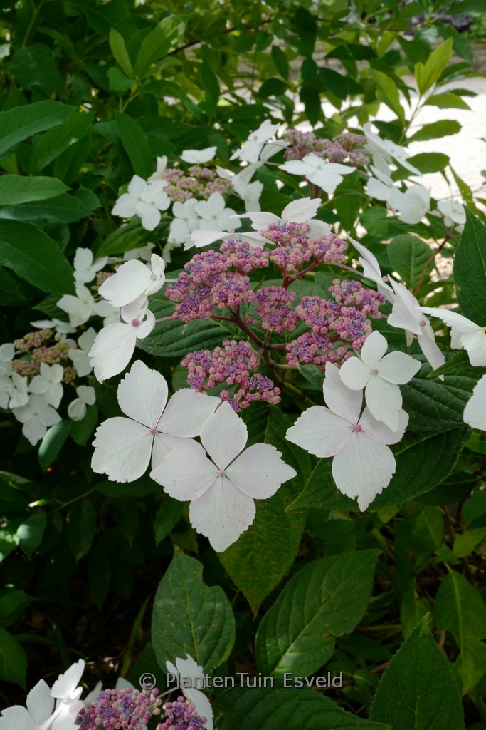 Hydrangea serrata 'Pamela'