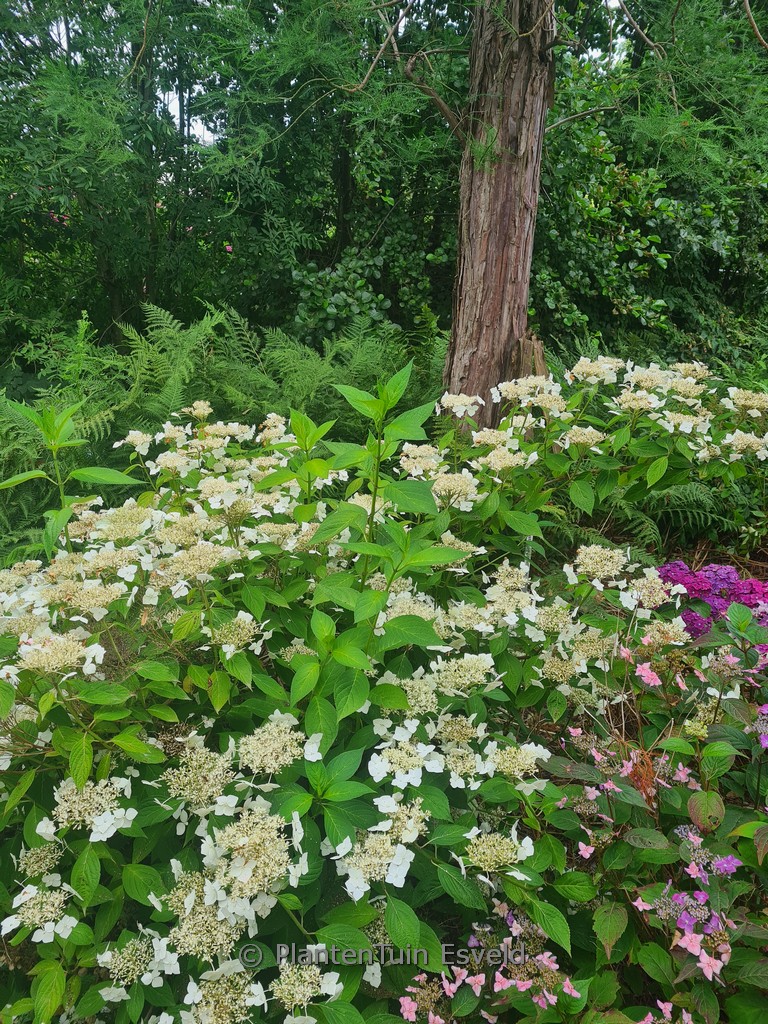Hydrangea serrata 'Shiro-gaku'