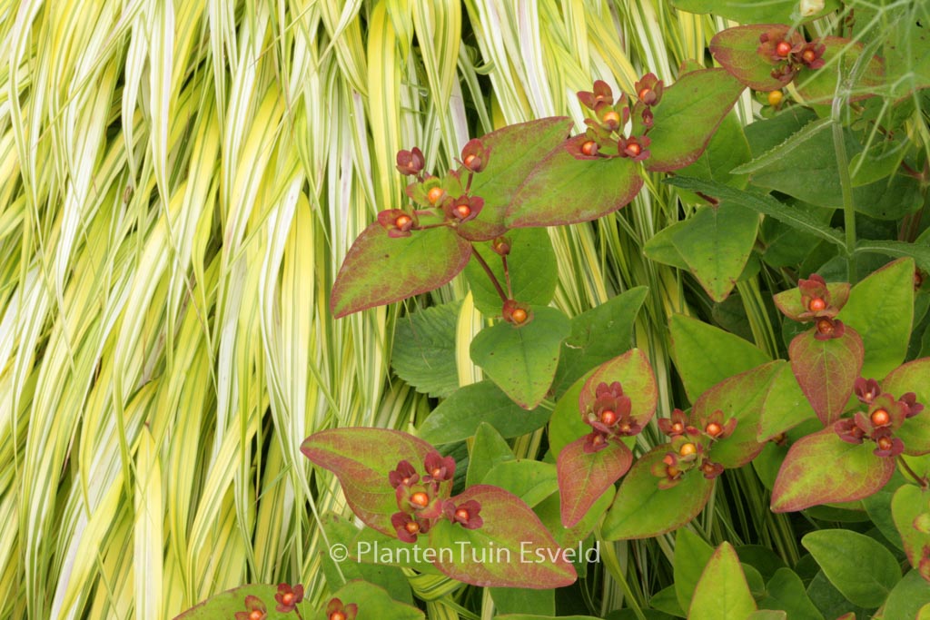 Hypericum inodorum
