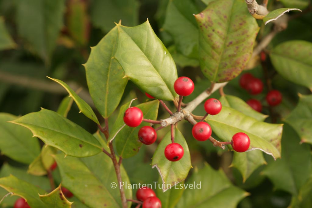 Ilex opaca 'Trisco'