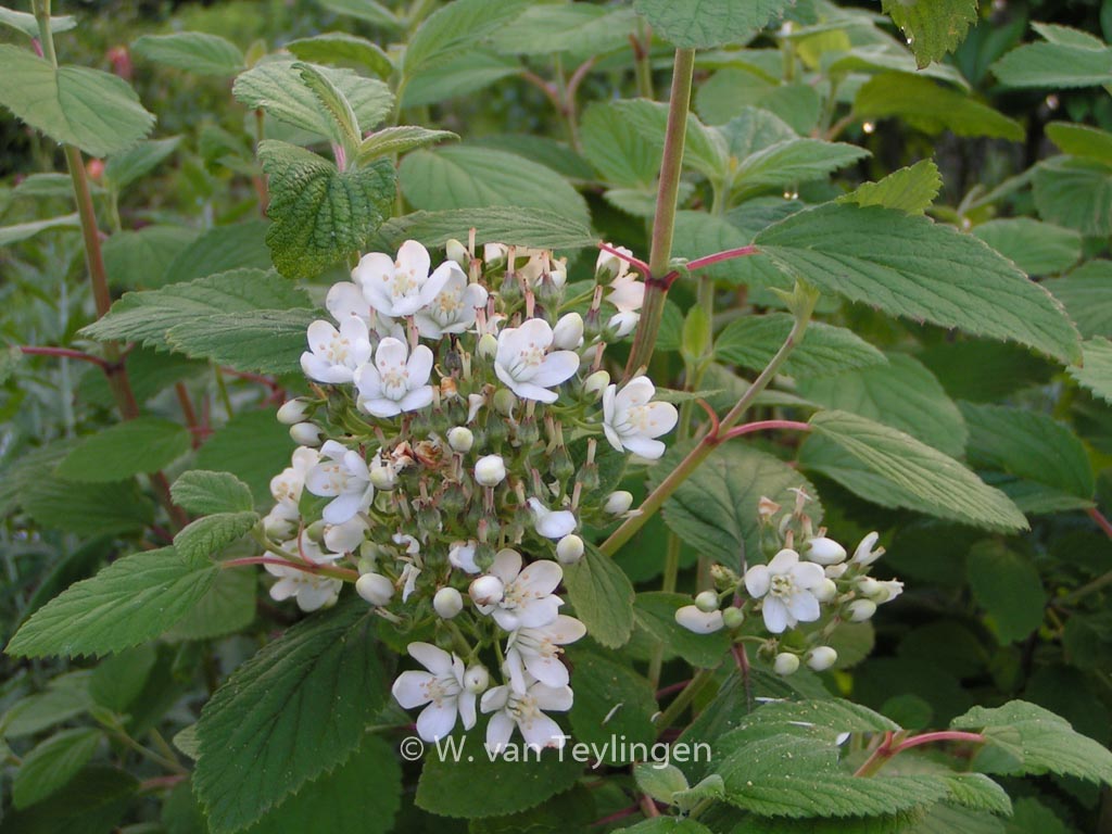 Jamesia americana