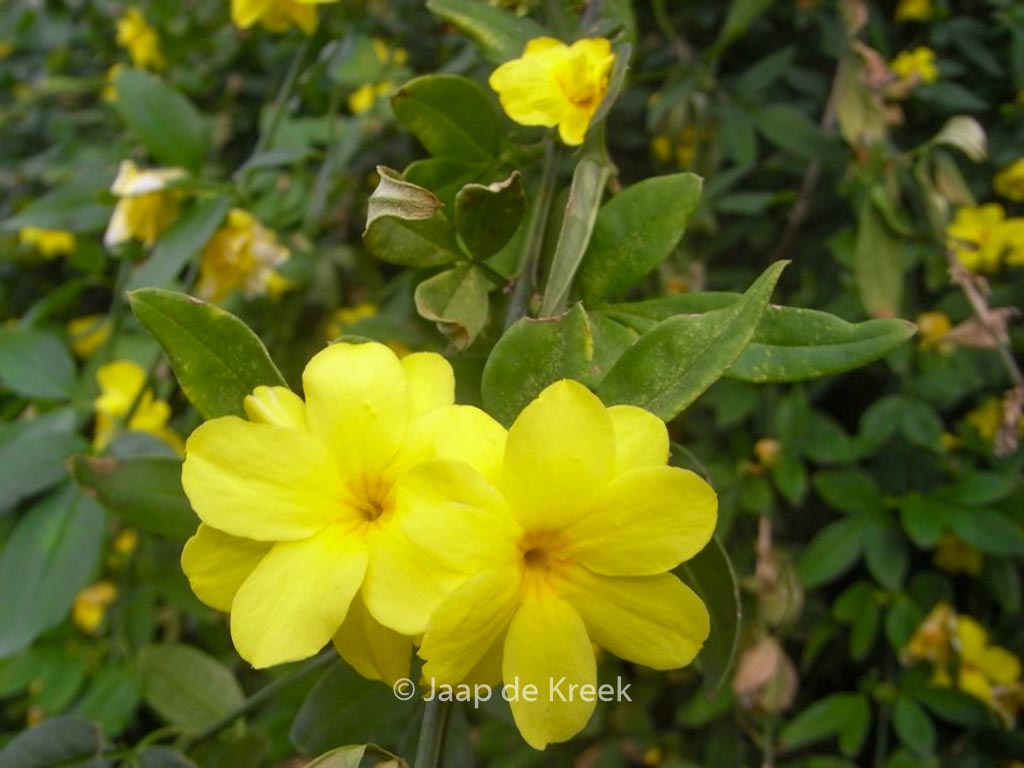 Jasminum mesnyi