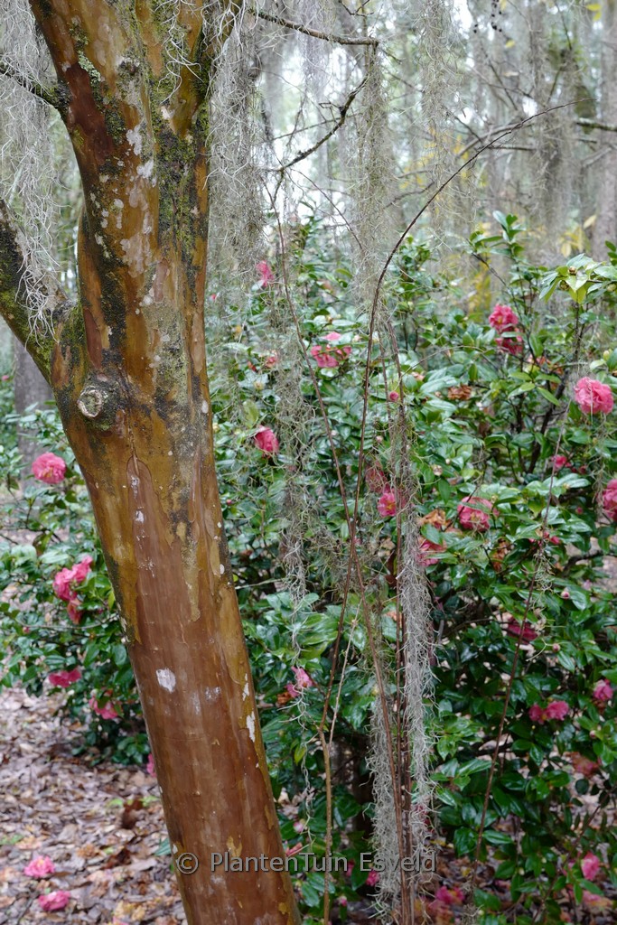 Lagerstroemia indica 'Tuscarora'