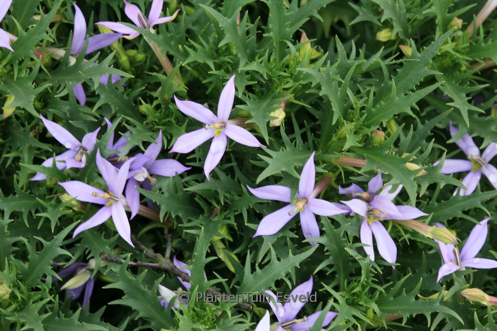 Laurentia axillaris 'Blue Star'