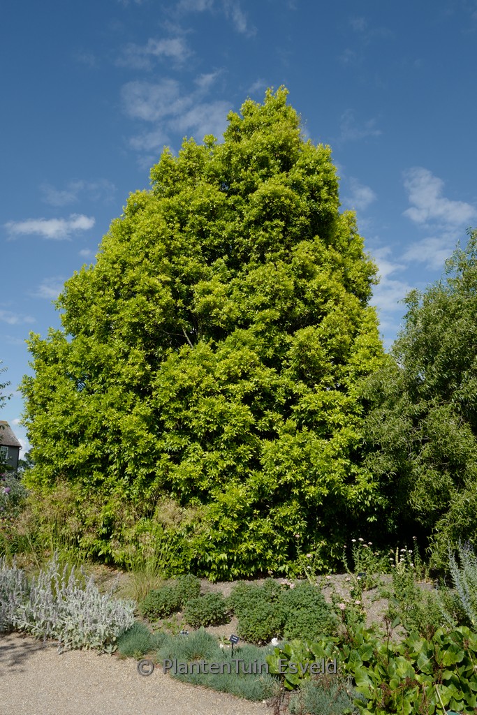 Laurus nobilis 'Aurea'