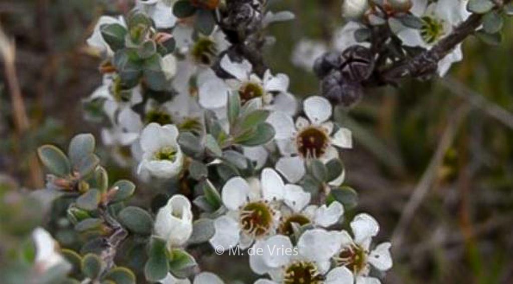 Leptospermum myrtifolium 'Silver Sheen'
