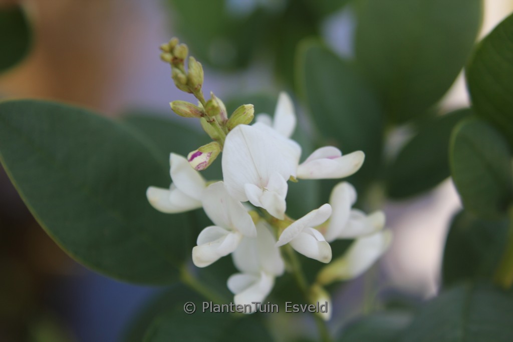 Lespedeza thunbergii 'Albiflora'