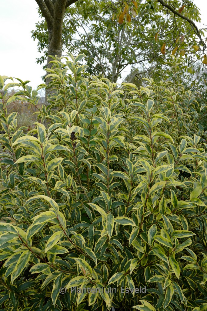Ligustrum lucidum 'Excelsum Superbum'