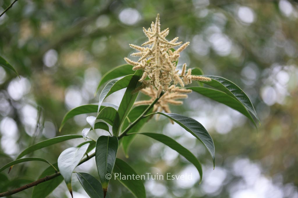 Lithocarpus edulis