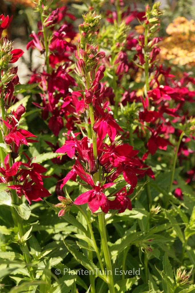 Lobelia speciosa 'Fan Burgundy'