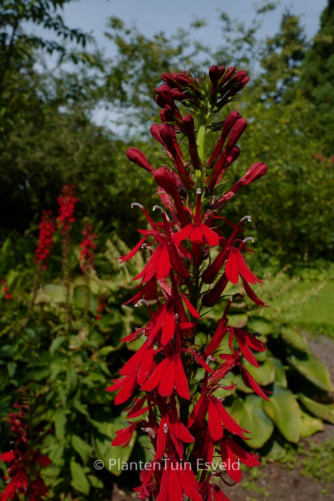 Lobelia speciosa 'Fan Scarlet'