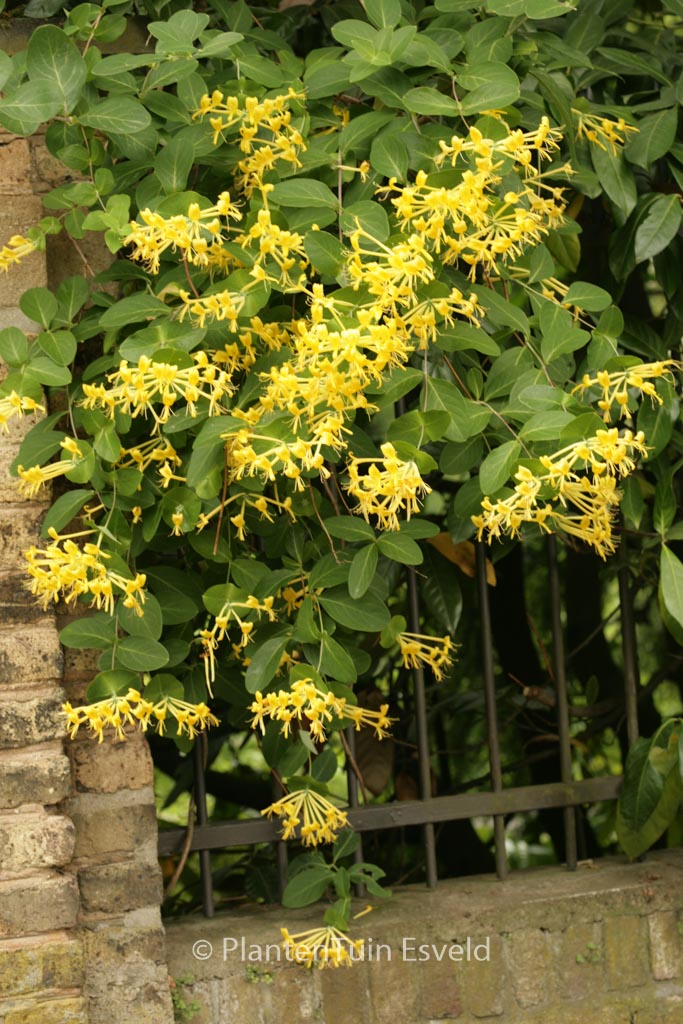 Lonicera tragophylla