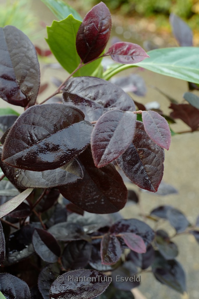 Loropetalum chinense 'Pipa's Red'