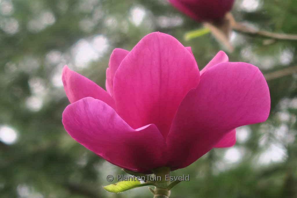 Magnolia 'Anne Leitner'