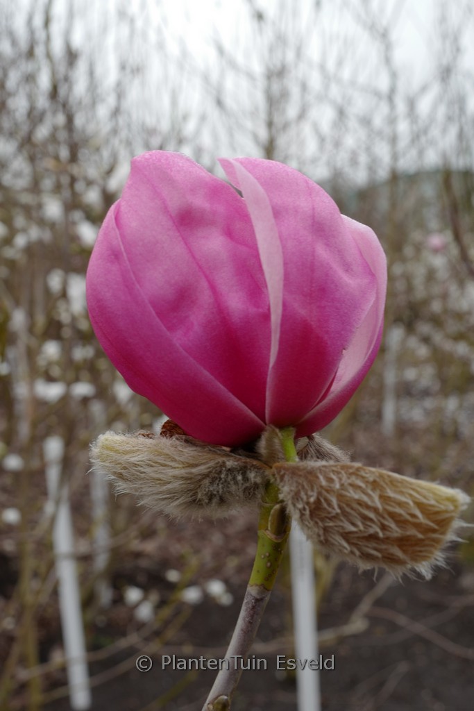 Magnolia 'Claret Cup'