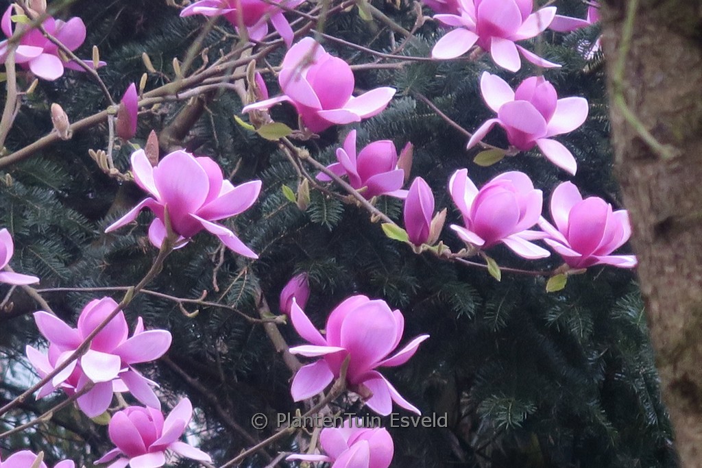 Magnolia 'Eleanor May'