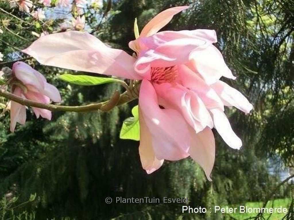 Magnolia 'Gorgeous'