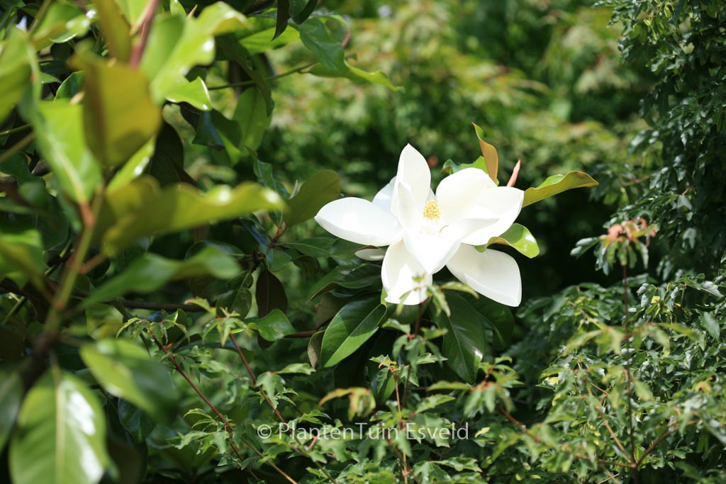 Magnolia grandiflora 'Samuel Sommer'