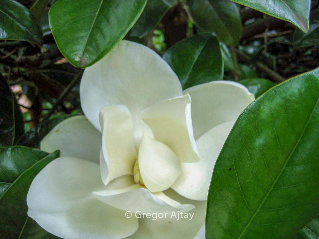 Magnolia grandiflora 'Victoria'