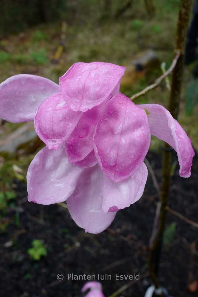 Magnolia 'Hawk'