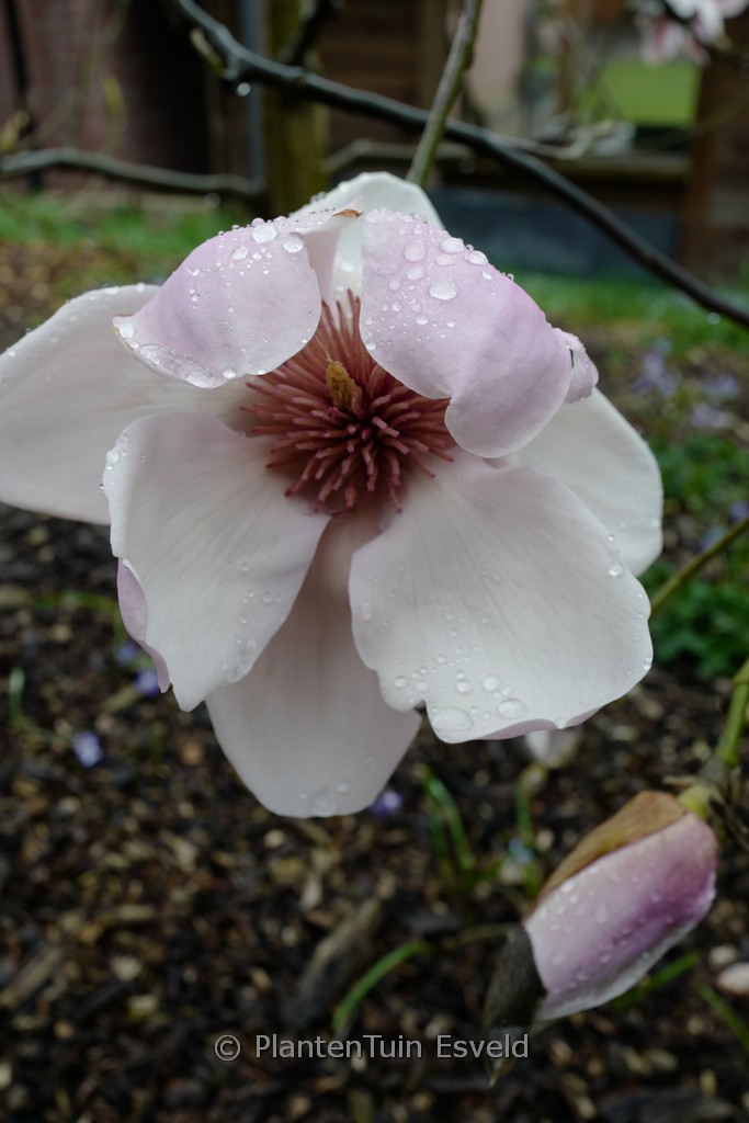 Magnolia 'Iolanthe'
